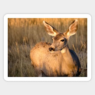 Mule Deer in Afternoon Light Sticker